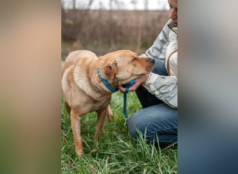 Wundervolle Shar Pei-Mix Dame Daly (Ukraine)
