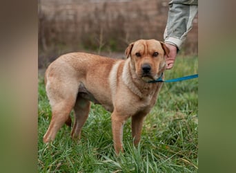 Wundervolle Shar Pei-Mix Dame Daly (Ukraine)