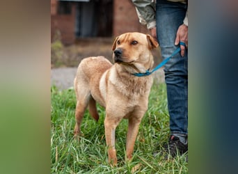 Wundervolle Shar Pei-Mix Dame Daly (Ukraine)