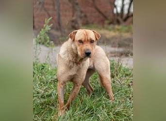Wundervolle Shar Pei-Mix Dame Daly (Ukraine)