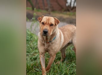 Wundervolle Shar Pei-Mix Dame Daly (Ukraine)