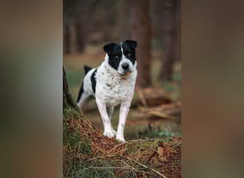 Bandit - Ich warte in Deutschland auf dich