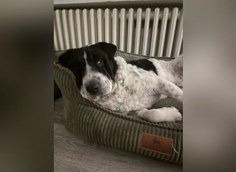 Bandit - Ich warte in Deutschland auf dich