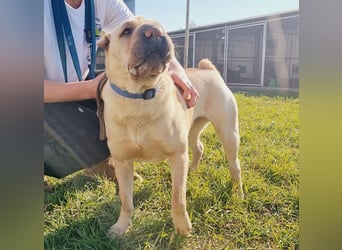 Michelle sucht ein Zuhause