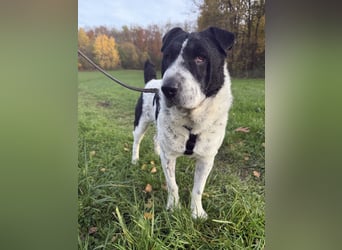 Bandit wartet auf Pflegestelle in Köln auf dich