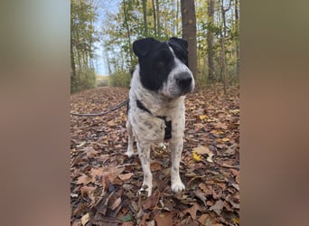 Bandit, wartet in Köln