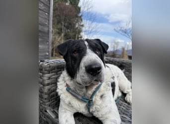 Bandit - Ich warte in Deutschland auf dich