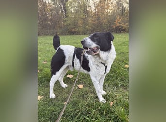 Bandit - Ich warte in Deutschland auf dich