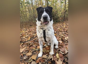 Bandit wartet auf Pflegestelle in Köln auf dich