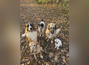 Bandit - Ich warte in Deutschland auf dich