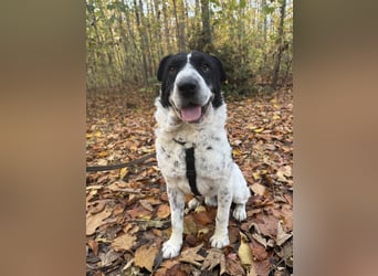 Bandit- ein Herzensklauer auf 4 Pfoten