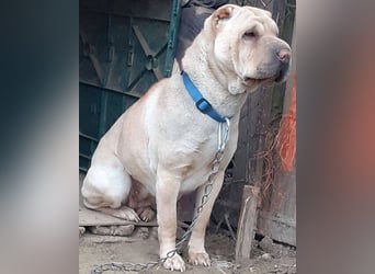 Michelle sucht ein Zuhause