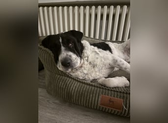 Bandit - Raubt dir dein Herz :-) !