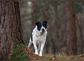 Bandit wartet in Deutschland auf dich