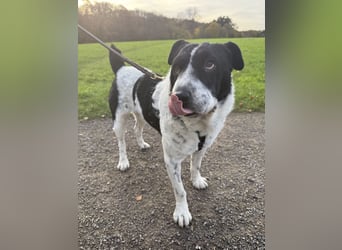 Bandit- ein Herzensklauer auf 4 Pfoten