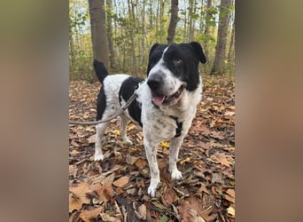 Bandit - Ich warte in Deutschland auf dich