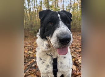 Bandit, wartet in Köln