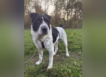 Bandit, wartet in Köln