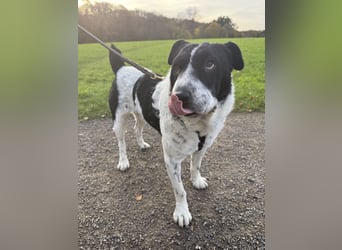 Bandit, wartet in Köln