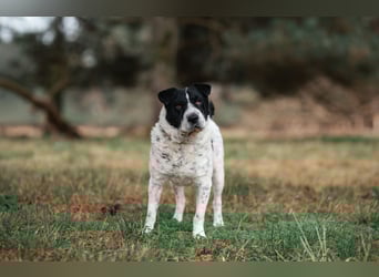 Bandit wartet in Deutschland auf dich