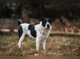 Bandit wartet in Deutschland auf dich