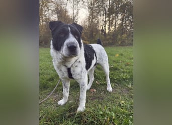 Bandit- ein Herzensklauer auf 4 Pfoten