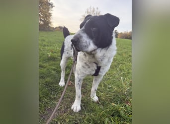 Bandit wartet auf Pflegestelle in Köln auf dich