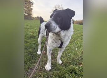 Bandit- ein Herzensklauer auf 4 Pfoten