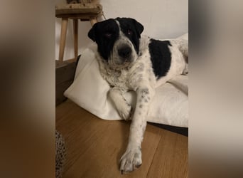 Bandit - Ich warte in Deutschland auf dich