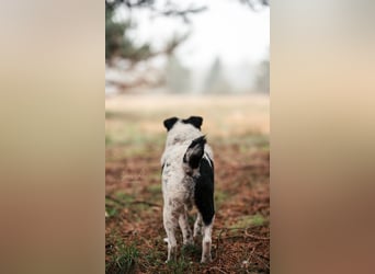 Bandit - Ich warte in Deutschland auf dich