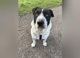 Bandit, wartet in Köln