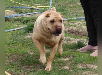 Michelle sucht ein Zuhause