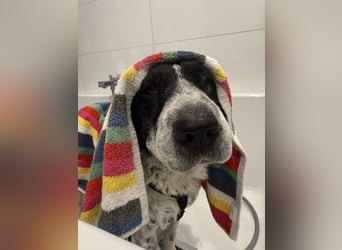 Bandit - Raubt dir dein Herz :-) !