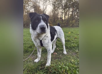 Bandit - Ich warte in Deutschland auf dich