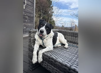 Bandit - Ich warte in Deutschland auf dich