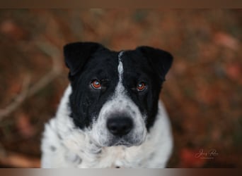 Bandit - Ich warte in Deutschland auf dich