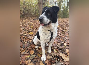 Bandit wartet auf Pflegestelle in Köln auf dich