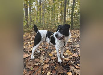 Bandit wartet auf Pflegestelle in Köln auf dich