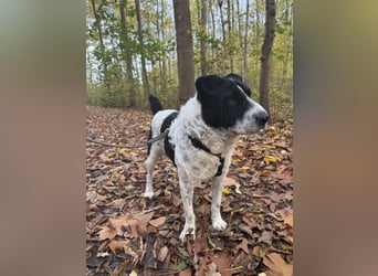 Bandit wartet auf Pflegestelle in Köln auf dich