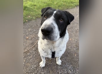 Bandit, wartet in Köln