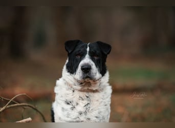 Bandit wartet in Deutschland auf dich