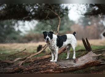 Bandit wartet in Deutschland auf dich