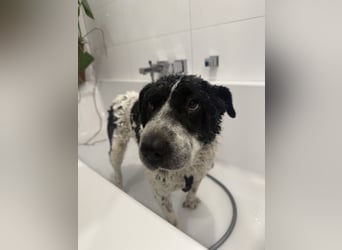 Bandit - Raubt dir dein Herz :-) !