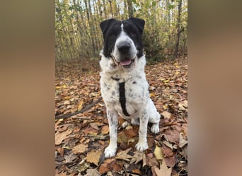 Bandit- ein Herzensklauer auf 4 Pfoten