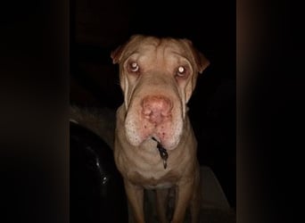 Chester muss unverschuldet sein Zuhause verlassen