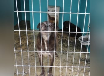 liebevoller Mischlingsrüde aufgrund seiner Optik immer übersehen