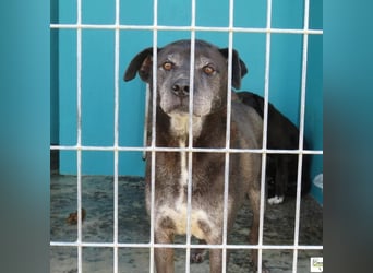 liebevoller Mischlingsrüde aufgrund seiner Optik immer übersehen