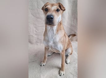 ❤️❤️❤️ kleine Schmuseprinzessin SURI - 3 Jahre, 42cm/9kg - Mix mit Shar Pei