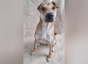❤️❤️❤️ kleine Schmuseprinzessin SURI - 3 Jahre, 42cm/9kg - Mix mit Shar Pei