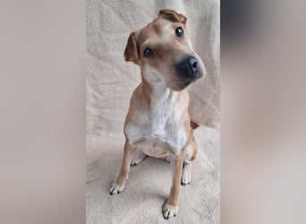 ❤️❤️❤️ kleine Schmuseprinzessin SURI - 3 Jahre, 42cm/9kg - Mix mit Shar Pei